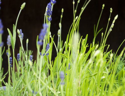 Where & When To Plant Lavender
