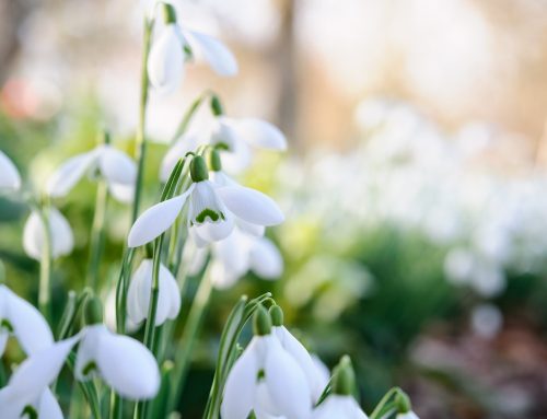 How to grow Snowdrops
