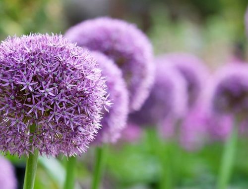 Summer Bulbs – now in stock!